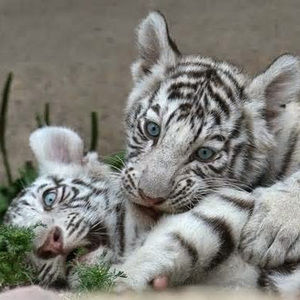 Meet your Posher, Tabatha